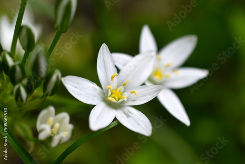 Ornithogalum is a genus of perennial bulbous herbaceous plants of the hyacinth subfamily hyacinthaceae of the asparagus family asparagaceae