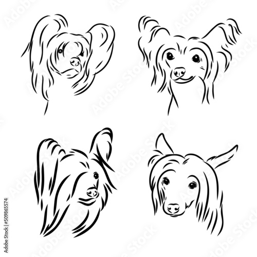 Bilde på lerret Chinese crested dog set, vector sketch chinese crested vector