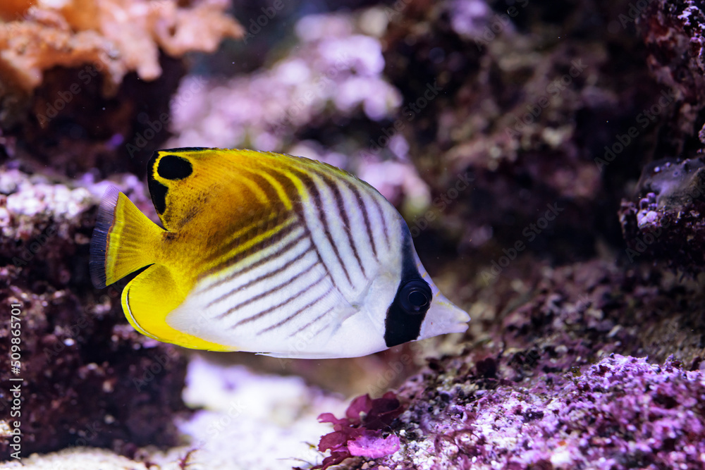 Fototapeta premium Falterfisch