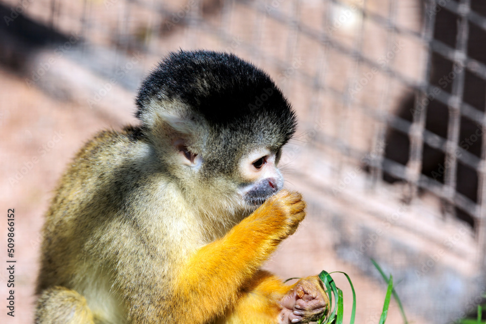 Obraz premium Totenkopfäffchen beim essen