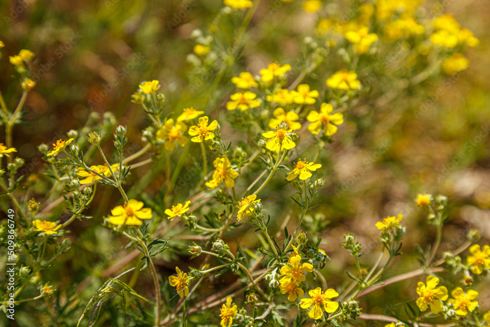 beautiful yellow wild flowers in a clearing beautiful yellow wild flowers in a clearing