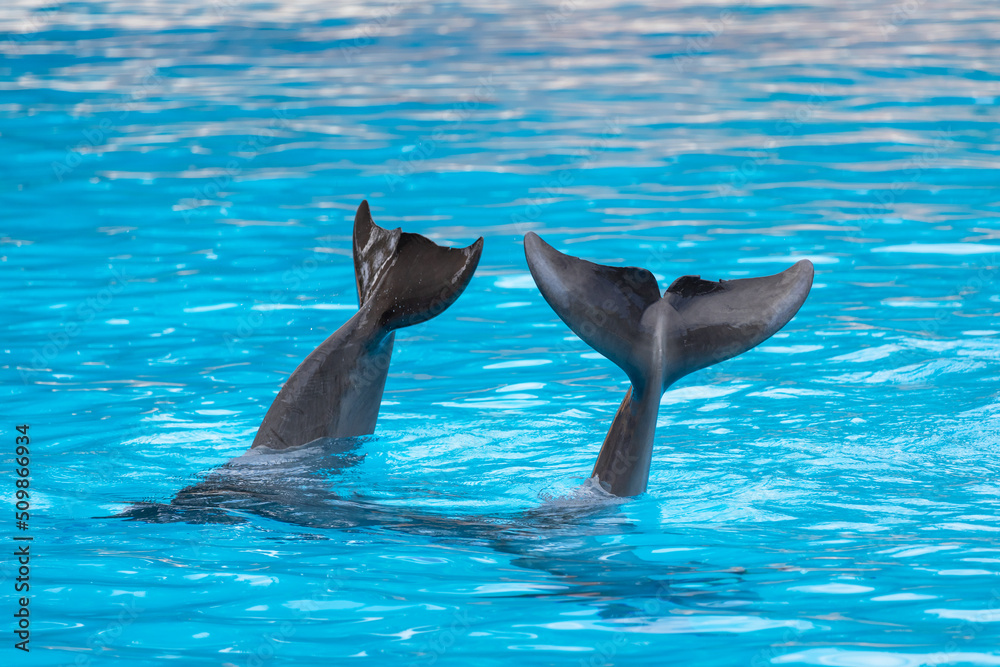 Naklejka premium Dolphin's tails in the aquarium, Spain. Two common bottlenose dolphins.