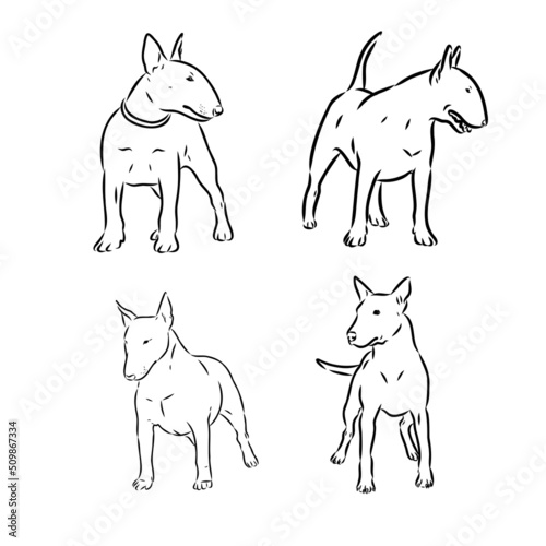 Cute bull terrier dog sketch. Vector illustration in hand-drawn style. Image for printing on any surface