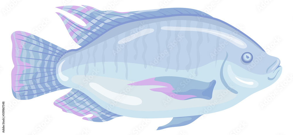 Obraz premium Tilapia fish with glossy scales. Cartoon underwater animal