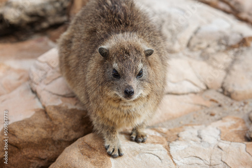 Rat dassie daman on the rock table mountain cape town south africa