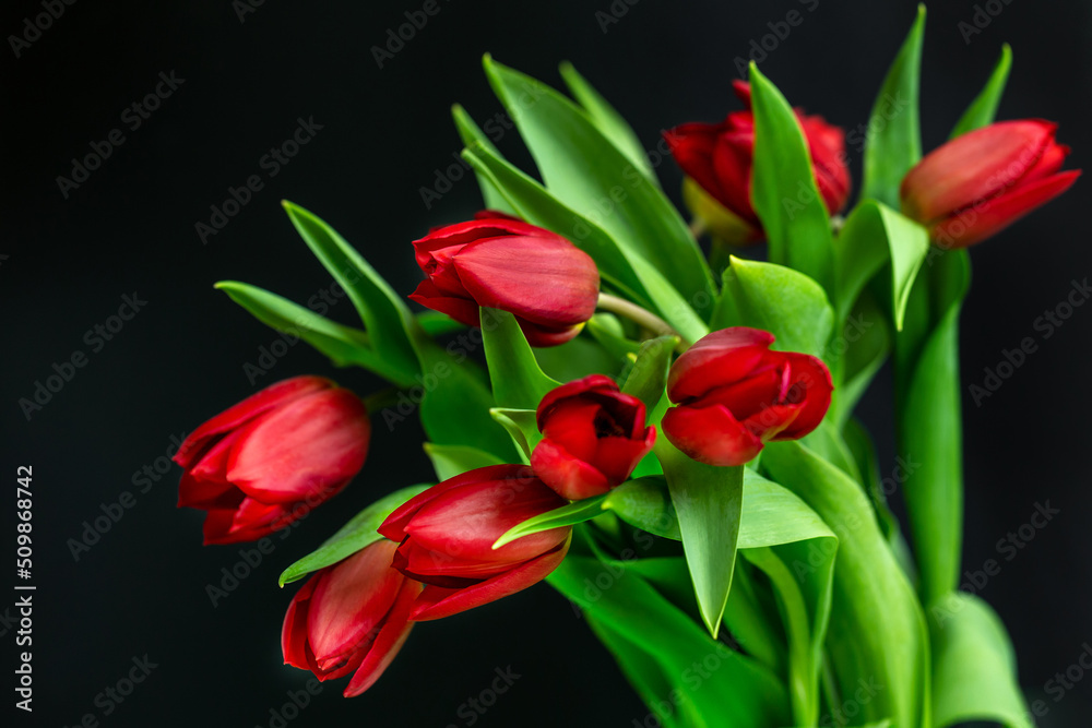 Beautiful bouquet of fresh red tulips isolated on black background Beautiful bouquet of fresh red tulips isolated on black background