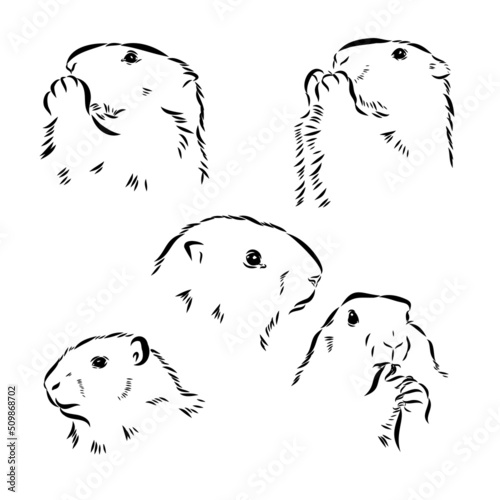 Set of hand drawn vector illustration. Realistic groundhogs in different positions. ute marmot collection. Groundhog Day holiday elements. Vintage monochrome sketch isolated on white. Engraving style