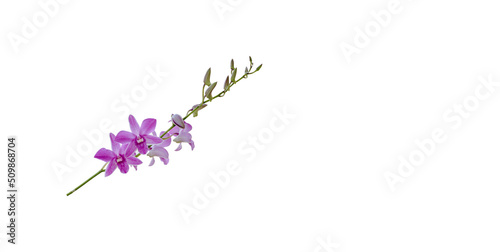 closeup beautiful purple flower  orchid  isolated on white background with work path