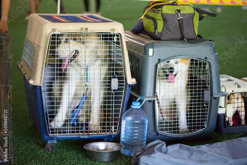 Photography Dog carriers for air travel