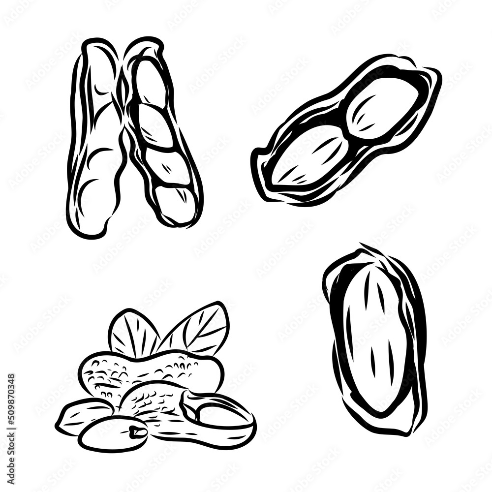 Peanut nut seed vector. Isolated on white background. Peanut butter food ingredient. Engraved hand drawn peanut illustration in retro vintage style. Organic Food, cosmetics, treatment component Peanut nut seed vector. Isolated on white background. Peanut butter food ingredient. Engraved hand drawn peanut illustration in retro vintage style. Organic Food, cosmetics, treatment component