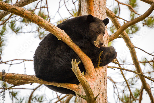 Black bear (Ursus americanus) in a red pine tree