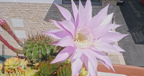 Beautiful Easter Lily Cactus with flower with shades of pink, isolated on a blurred background. Echinopsis oxygona. photo