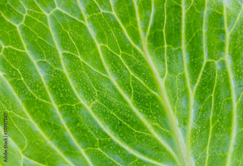 Cabbage close up in full of frame isolated on white background.