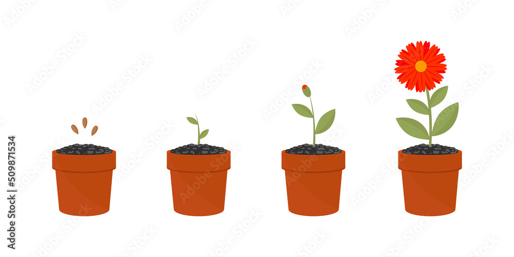 Flower growth stages set. Vector illustrations of sowing plant in soil . Cartoon plant life cycle, phases from seed to sprout and bloom isolated on white. Cultivation, evolution concept