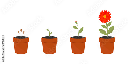 Obraz na płótnie Flower growth stages set. Vector illustrations of sowing plant in soil . Cartoon plant life cycle, phases from seed to sprout and bloom isolated on white. Cultivation, evolution concept w salonie