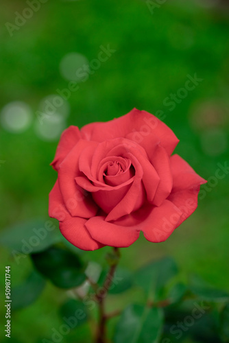 Red rose on a background of green leaves.