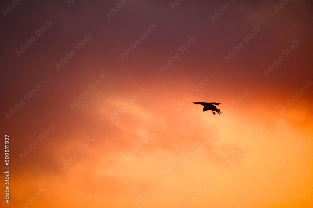 bird silhouette flying during orange sunset bird silhouette flying during orange sunset