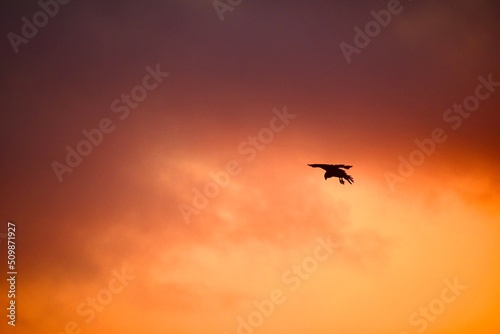 bird silhouette flying during orange sunset