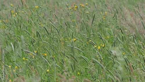 Flying over grassland with grass swaying in the wind
