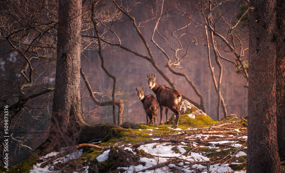 Chamois female with her young in the forest Chamois female with her young in the forest