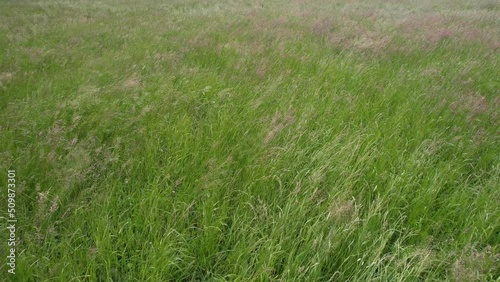 Flying over grassland with grass swaying in the wind