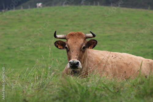 Vaca echada en un prado de Picos de Europa, Asturias, España