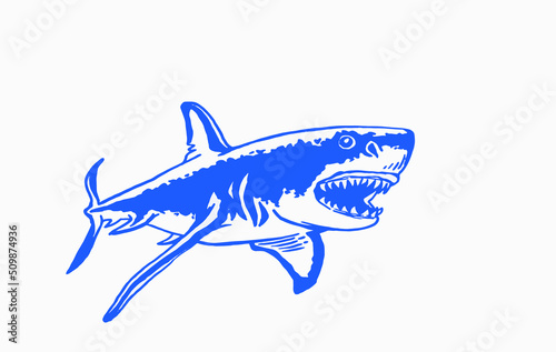 Graphical color  illustration of great white shark ,angry look. Aquatic hunter, killer. Vector illustration .Blue shark