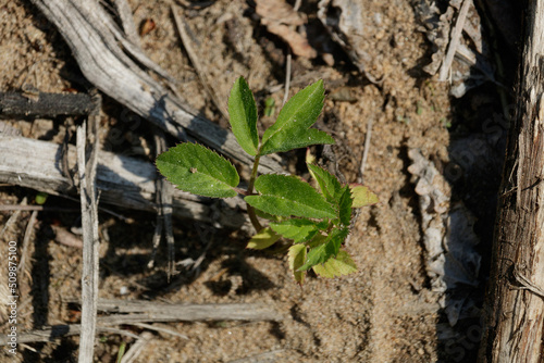 A green plant with triangular sandy leaves