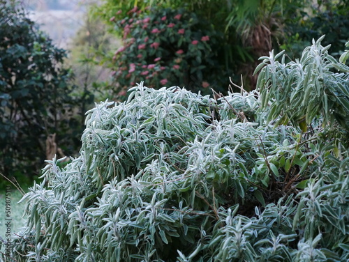 frost on the sage