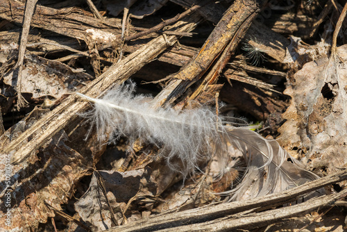 The hair of a white, fluffy bird lies