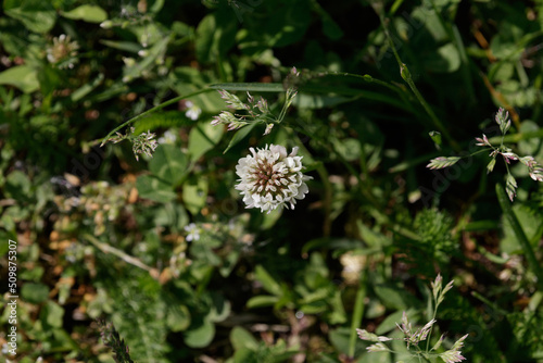 A lone and one clover flower in a green meadow with grass