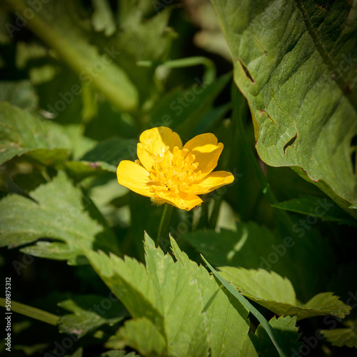 Yellow summer flower in the center of the picture.