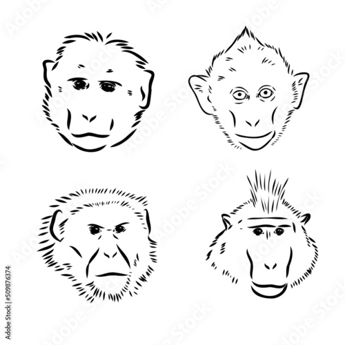 Monkey icon. Jungle macaque outline badge. Zoo animal. Vector illustration.