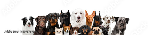 photo of several breeds of dogs wonderful portraits of Doberman, Pharaoh Hound, Dalmatian, Husky, Dachshund, York and others on a white background