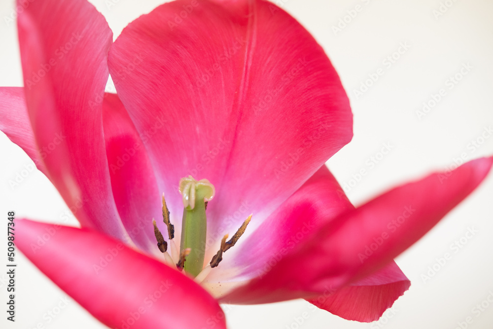 Big bright red flower tulip close up. Selective focus. Spring or summer concept. Spring background. Greeting festive card woman health Big bright red flower tulip close up. Selective focus. Spring or summer concept. Spring background. Greeting festive card woman health