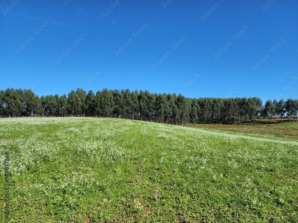 Obraz premium campo fazenda verde, lavoura, pecuária