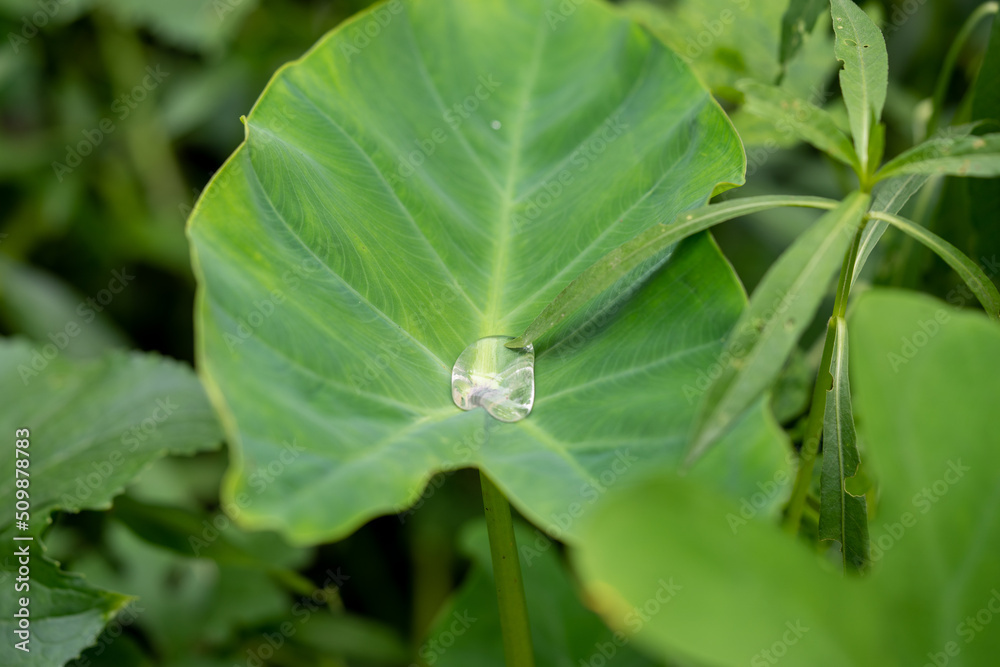nice detail of water drops on leaf - macro detail
nice detail of water drops on leaf - macro detail