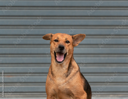 Young brown female domestic dog adopted sitting and looking at camera with cuteness