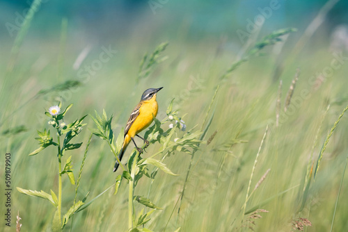 Western yellow wagtail (Motacilla flava) on the stem of a plant in a wet meadow. © Oksana