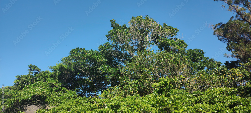 Obraz premium Pedra granito mineral morro paredão falésia ilha floresta mar oceano praia onda espuma água céu azul folha mato arvore flor fruta horizonte alto paisagem caminho asfalto Rio de Janeiro viajem paraíso 