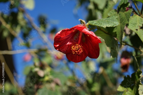 red poppy flower