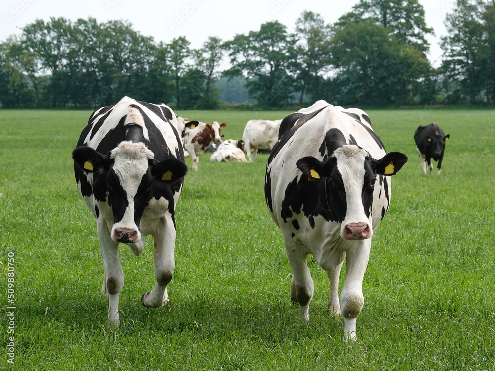 Holstein Friesian cattle in a German meadow. Two curious cows are approaching the photographer. Holstein Friesian cattle in a German meadow. Two curious cows are approaching the photographer.