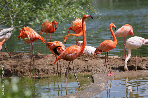 A flock of pink flamingos near the water in the zoo