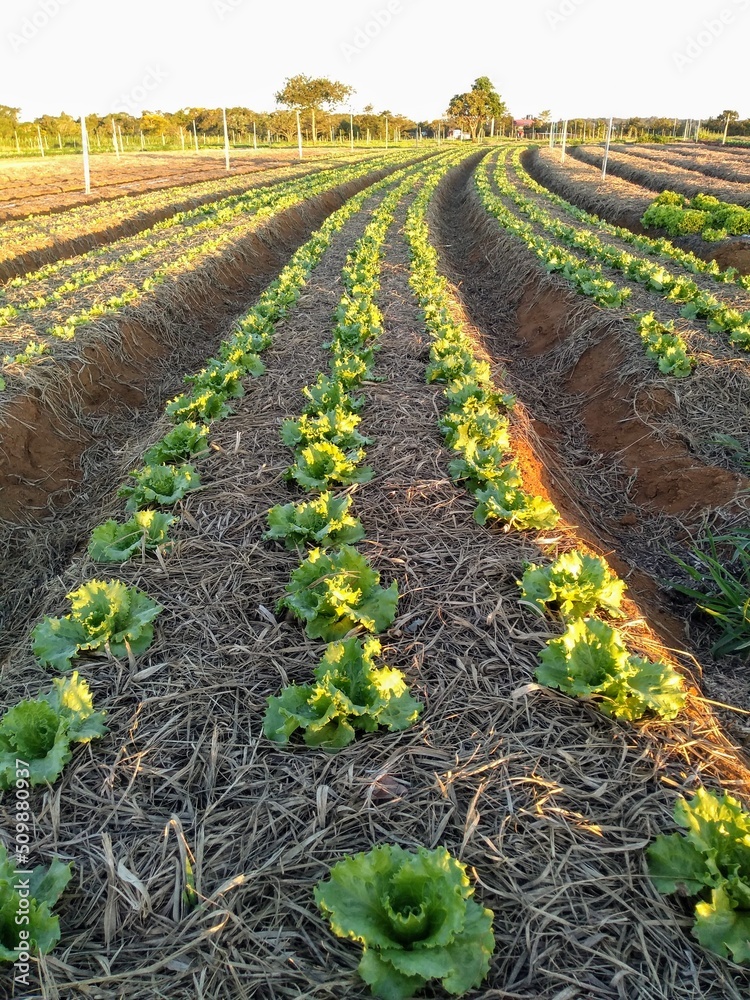 Obraz premium rows of lettuce