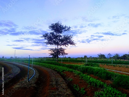 road in the field