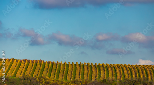 Autumn vineyard Kravi hora, Znojmo region, Southern Bohemia, Czech Republic