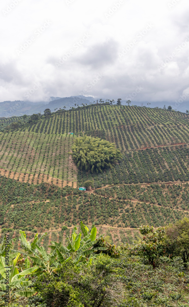 Coffee crops in Seville Valle del Cauca Colombia. Colombian coffee industry.