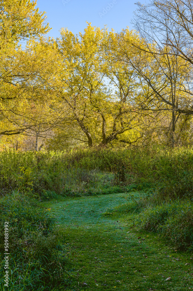 Fototapeta premium A mowed grass path winds through autumn trees at Root River park in Olmsted county, Minnesota
