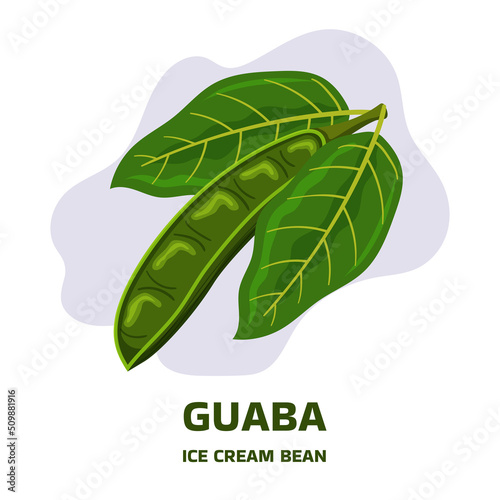 Illustration with tropical fruit pod guaba, guama Inga edulis with two leaf. Pacay pod Ice Cream bean native plant of Ecuador, cuaniquil or joanquiniquil South America photo
