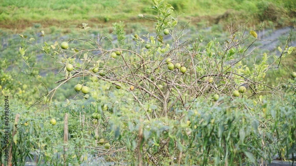 Ripe oranges look yellow and there are also green oranges that are still unripe, with branches on the plantation Ripe oranges look yellow and there are also green oranges that are still unripe, with branches on the plantation